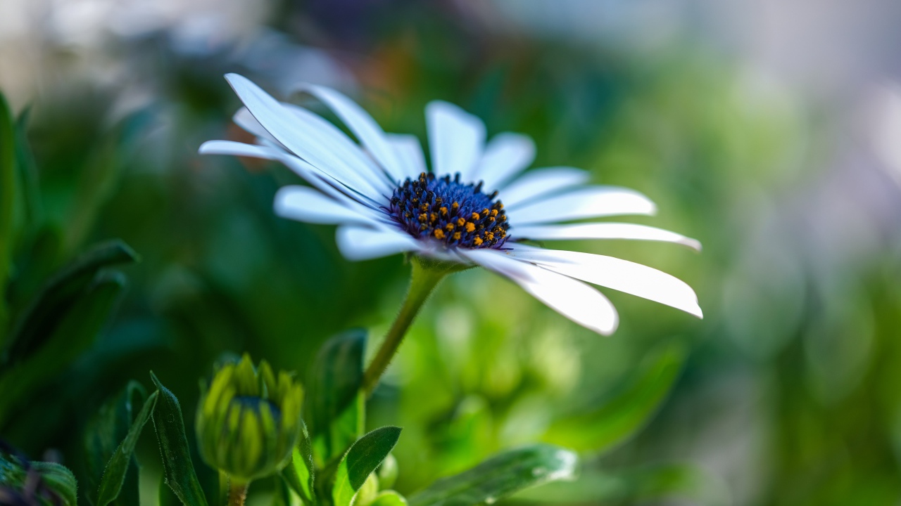 Цветок остеоспермум с бутонами крупным планом