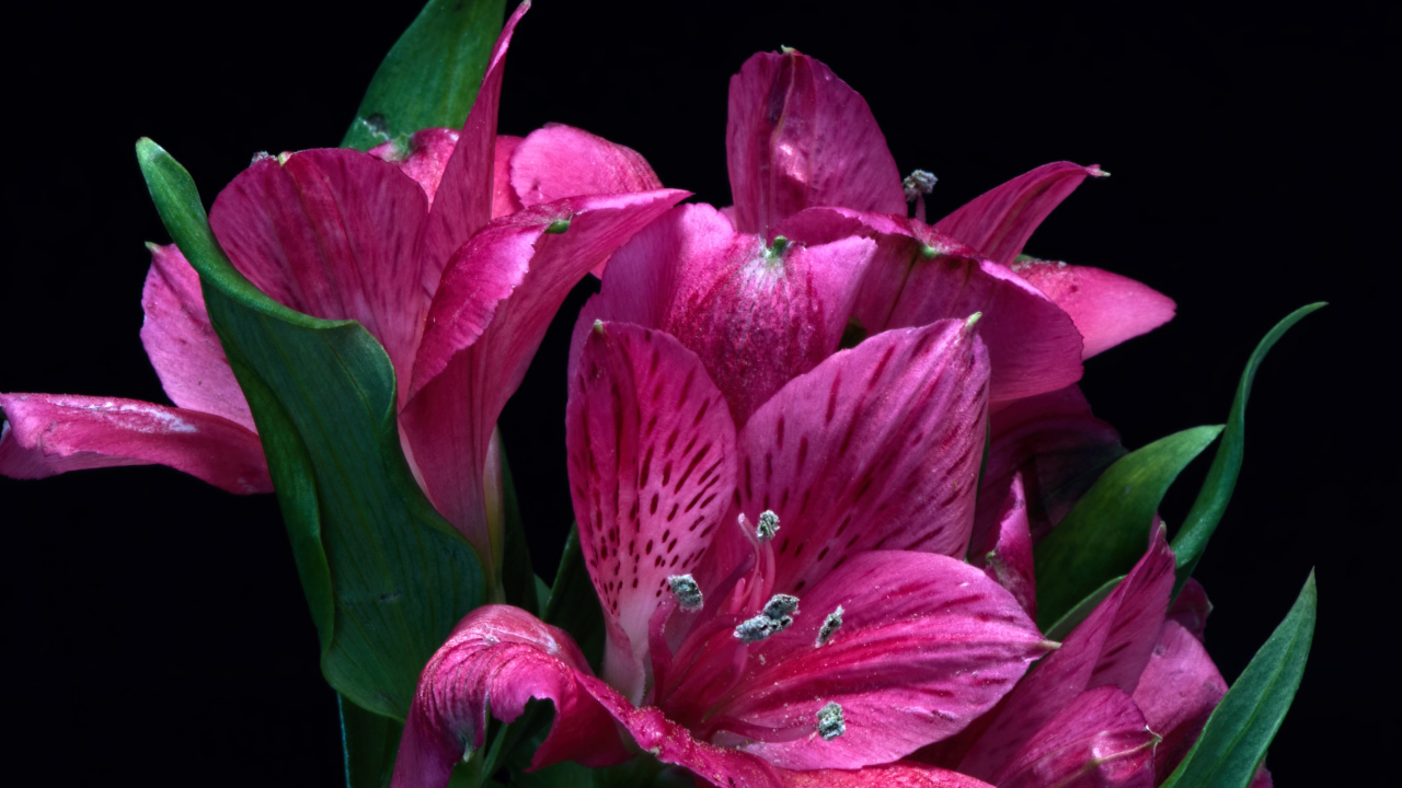 Розовые цветы альстромерия на черном фоне крупным планом