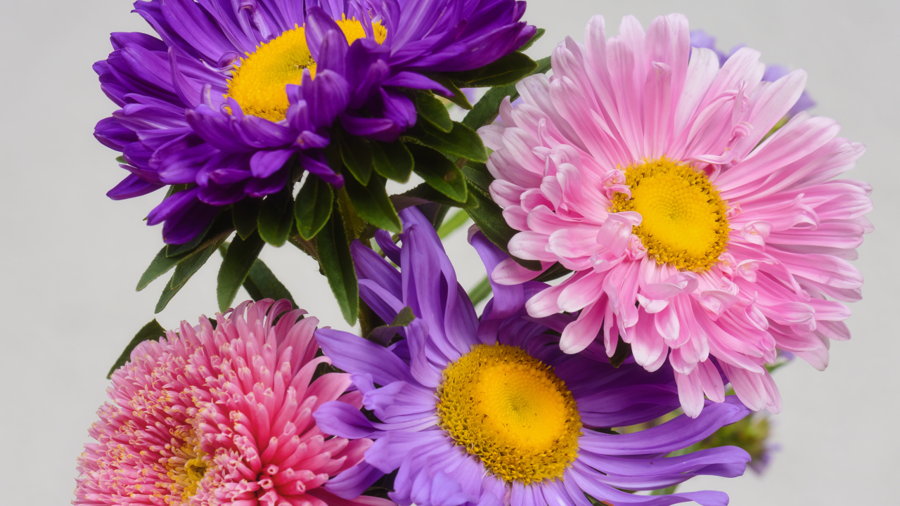 Розовые и сиреневые астры на сером фоне