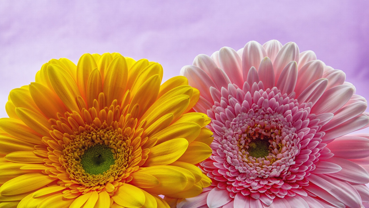 Розовый и желтый цветок герберы крупным планом