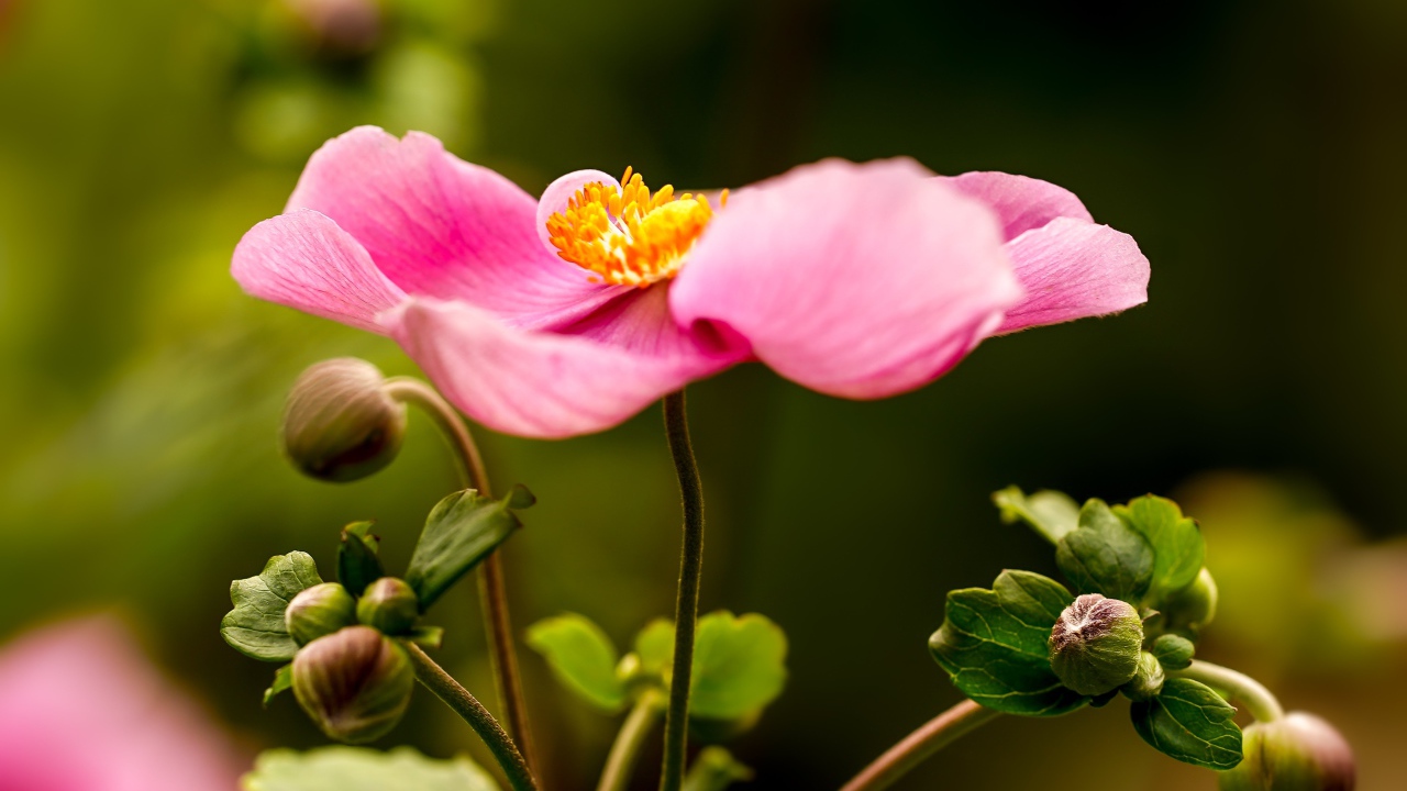 Розовый цветок анемона с бутонами 