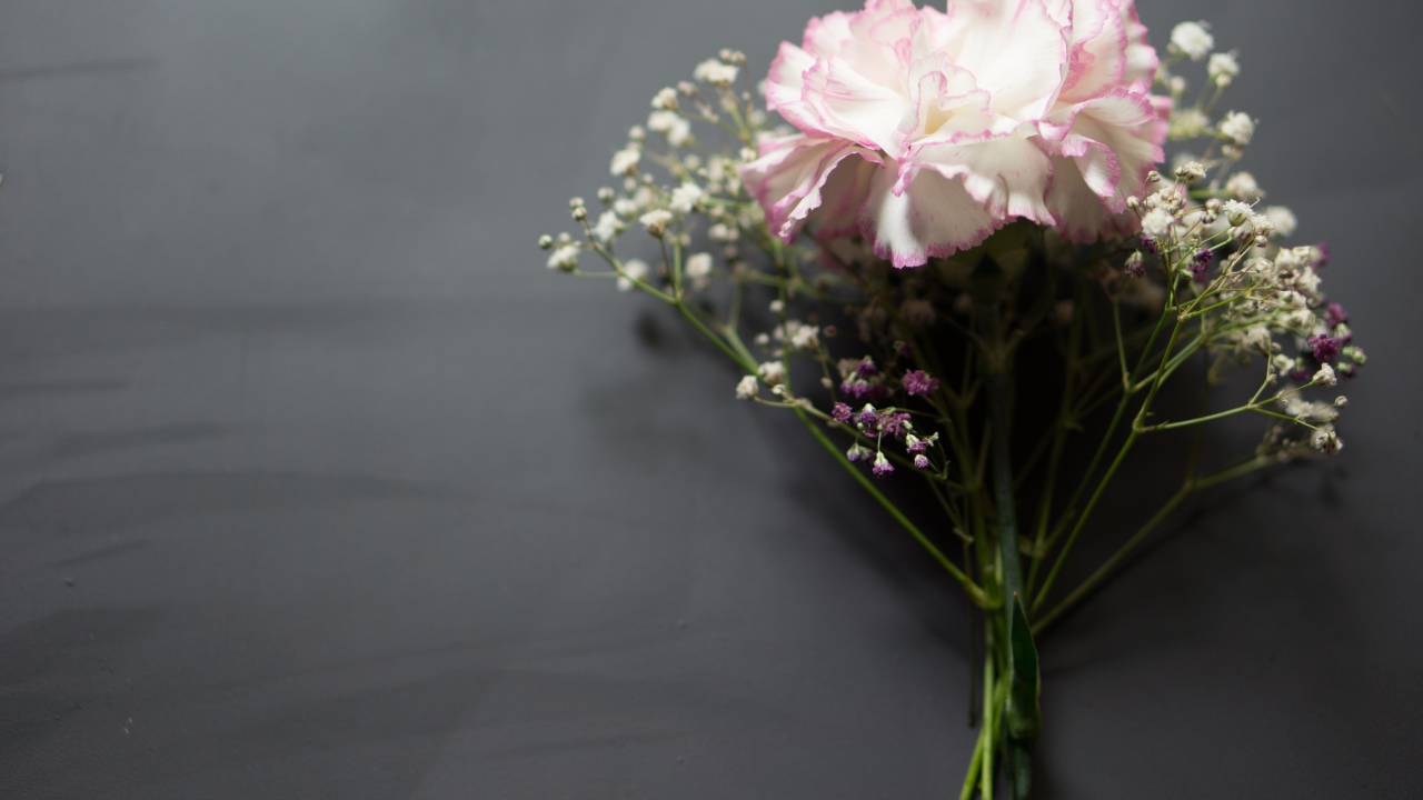 Розовый цветок гвоздики с цветами гипсофилы на сером фоне