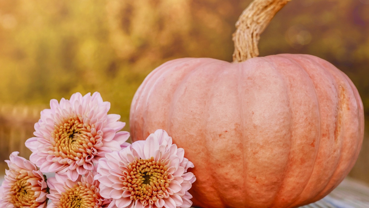 Розовые цветы хризантемы с тыквой 