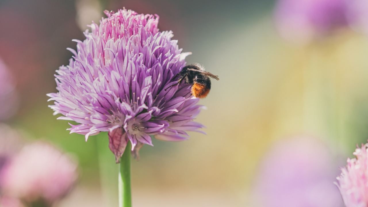 Розовый цветок клевера крупным планом летом