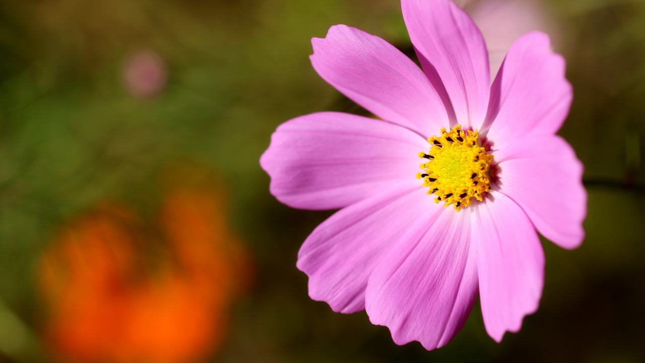 Розовый цветок космеи с желтой серединкой 