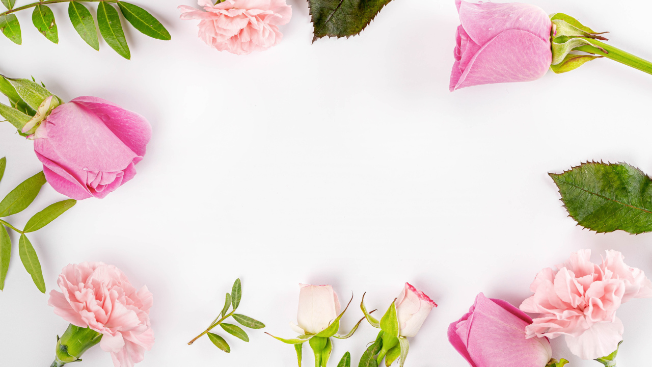 Розовые цветы розы и гвоздики на белом фоне