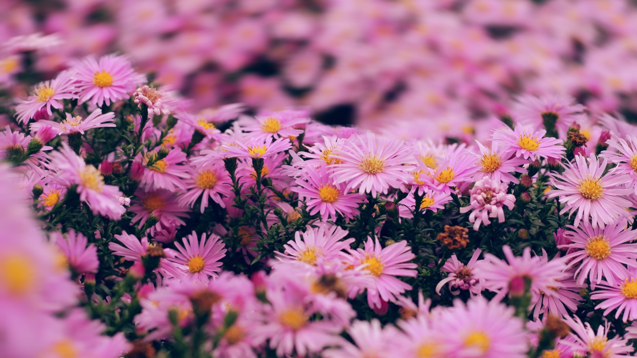 Розовые цветы сентябринка крупным планом 