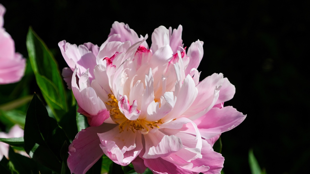 Розовый цветок пиона на черном фоне