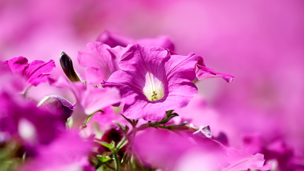 Розовые цветы петуния крупным планом 