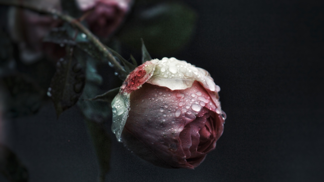 Бутон розовой розы в каплях росы