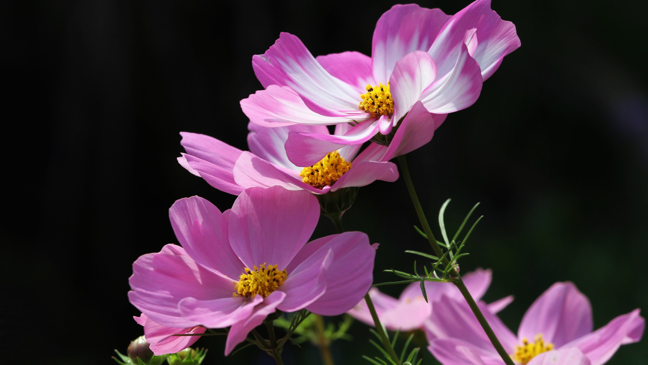 Розовые летние цветы космея на черном фоне
