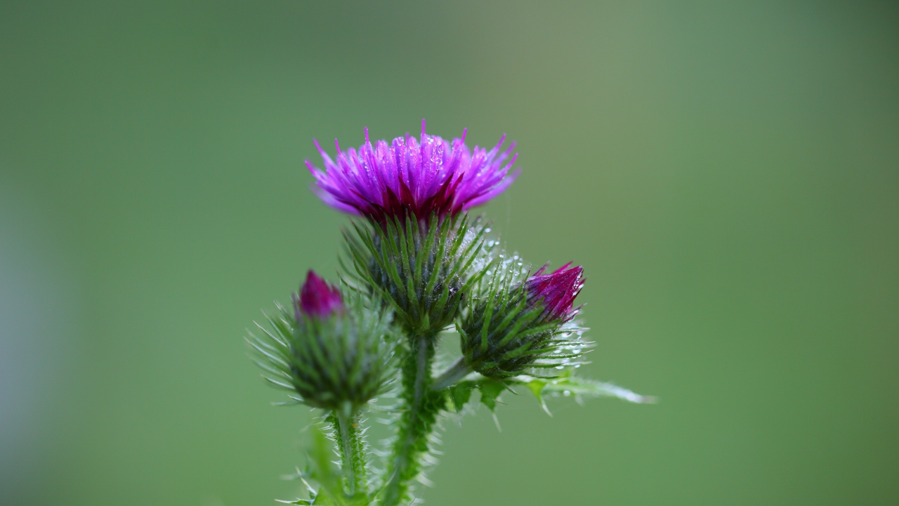 Розовый цветок чертополоха с бутонами на зеленом фоне