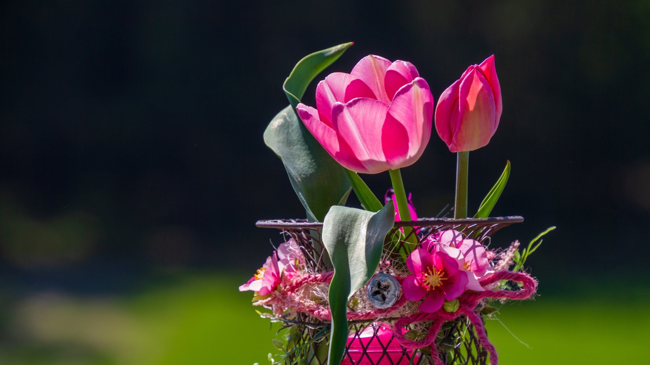 Розовые тюльпаны в железной корзинке крупным планом