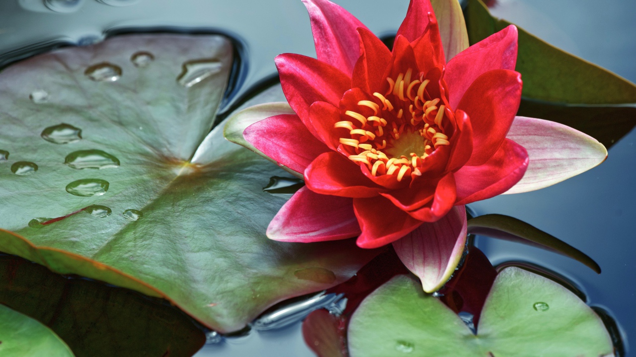 Розовый цветок водяной лилии с зелеными листьями в воде