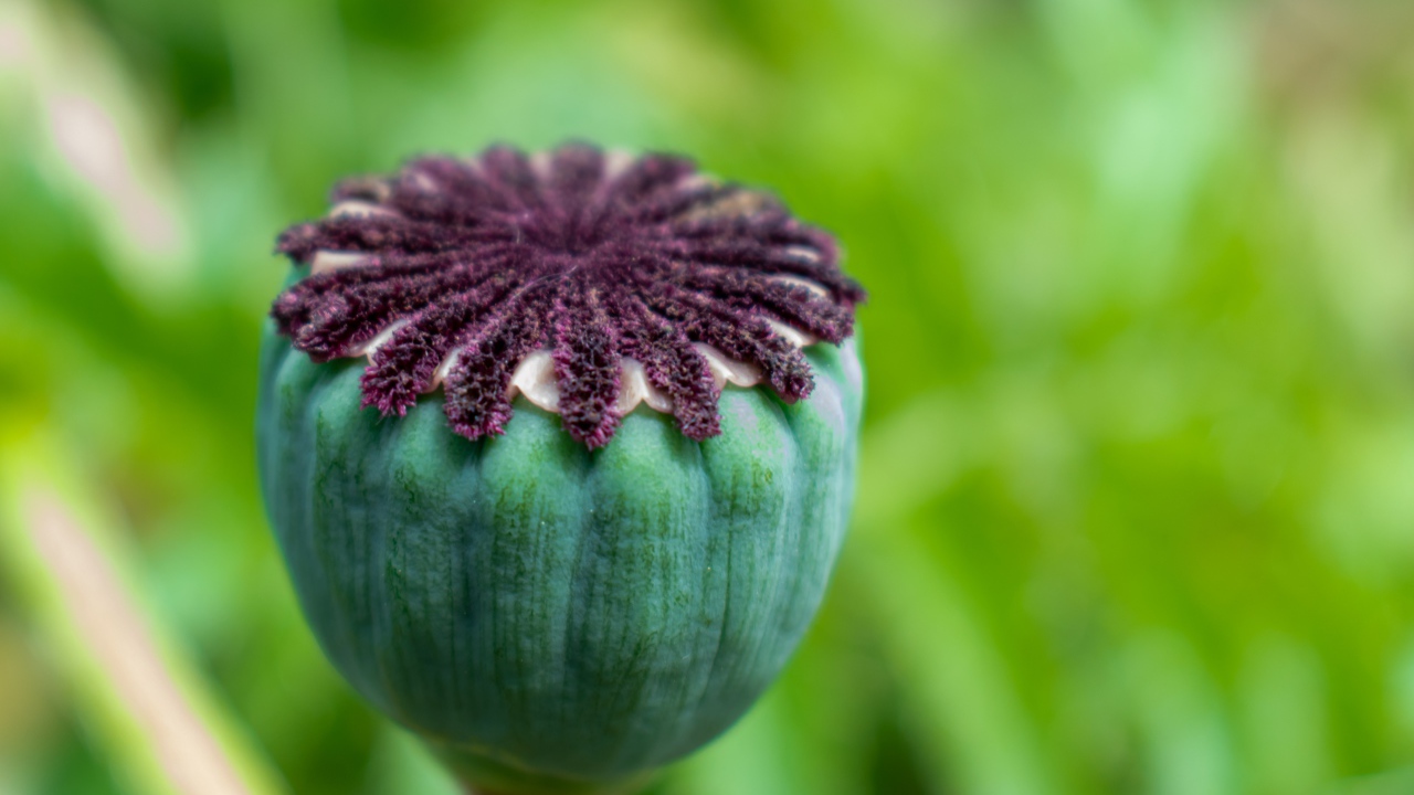 Маковая коробочка крупным планом 