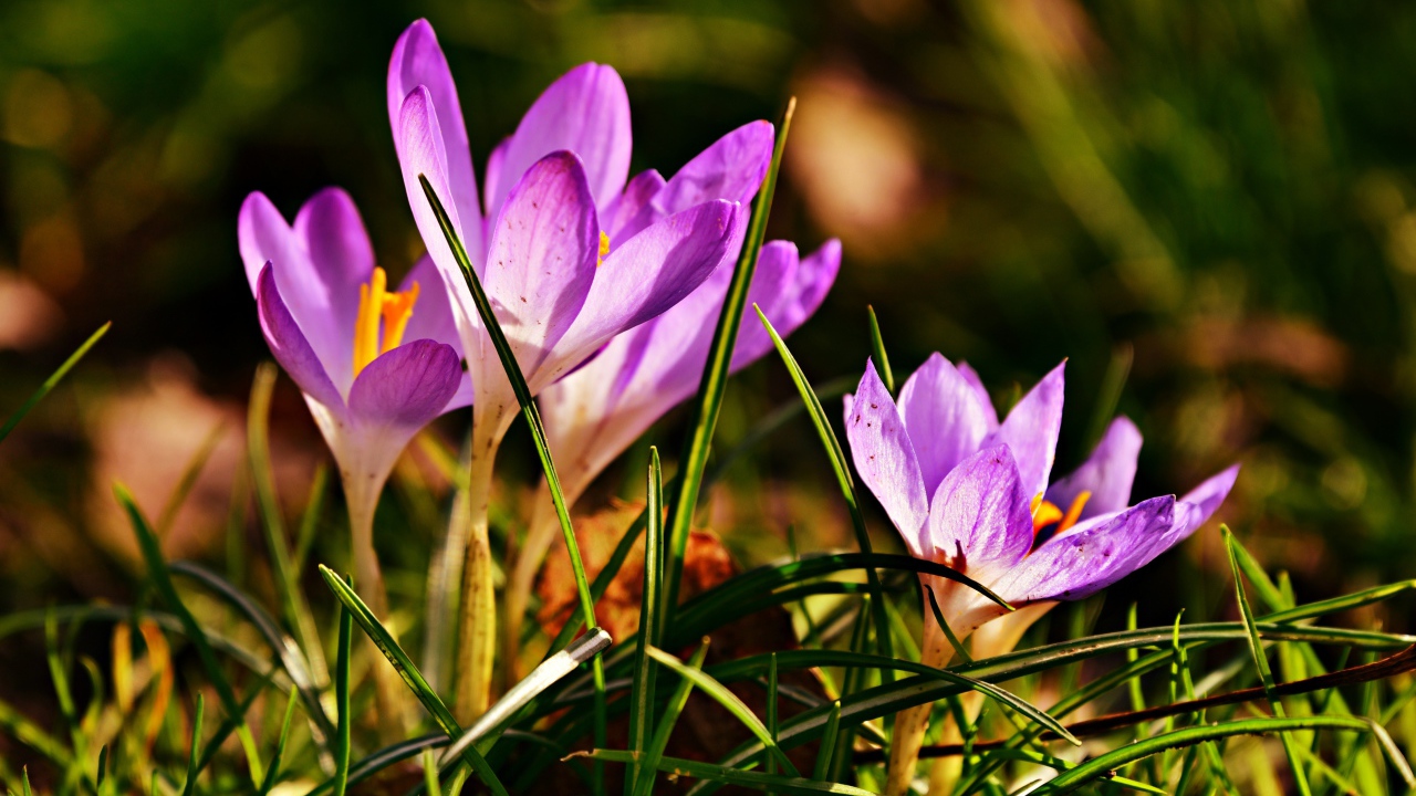 Фиолетовые крокусы в высокой зеленой траве