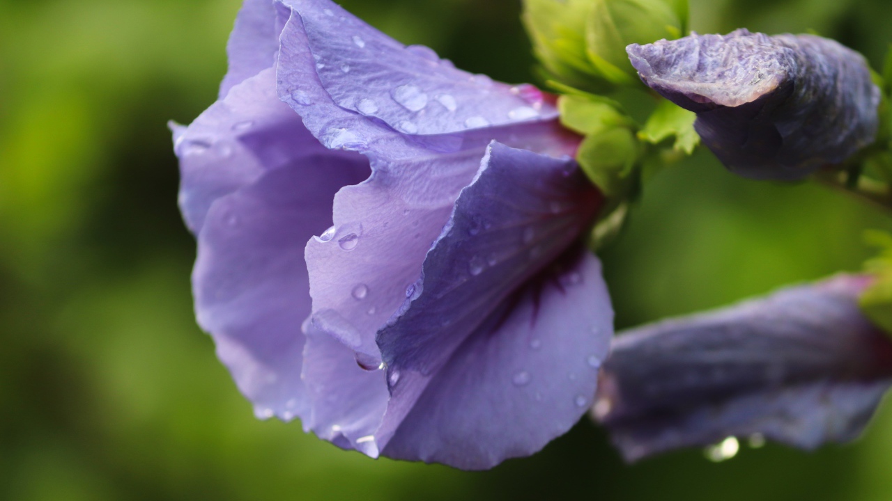 Фиолетовые цветы лаватера в каплях дождя