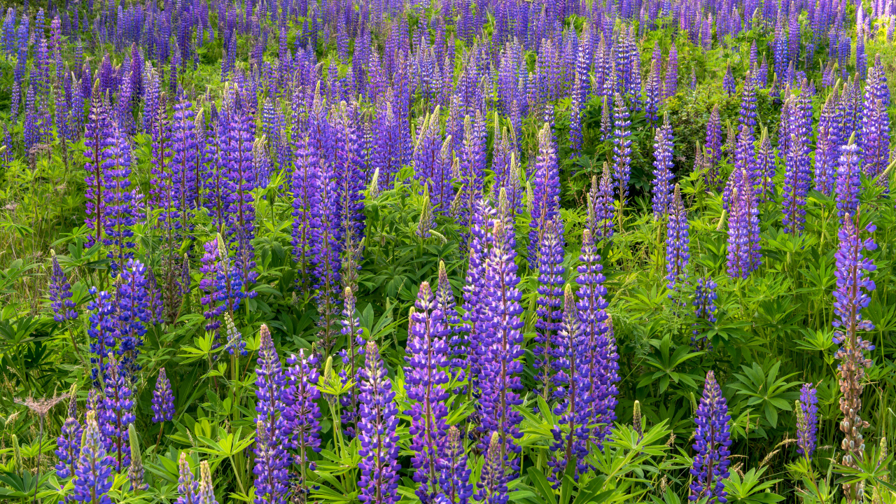 Фиолетовые цветы люпина с зелеными листьями на поле 