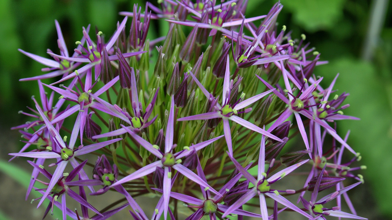 Фиолетовые цветы персидского лука