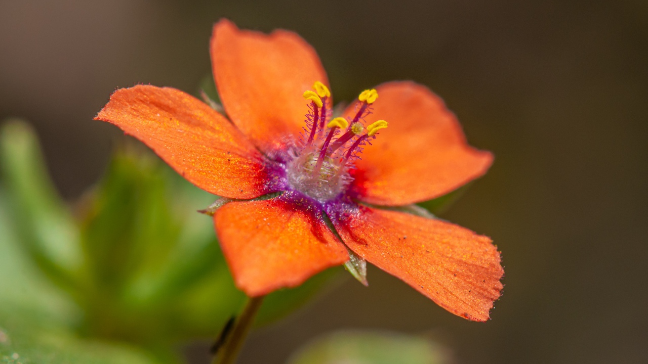 Красный цветок Анагаллис крупным планом 
