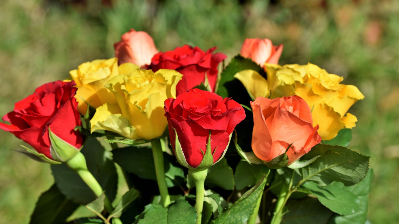 Красные и желтые английские розы в букете