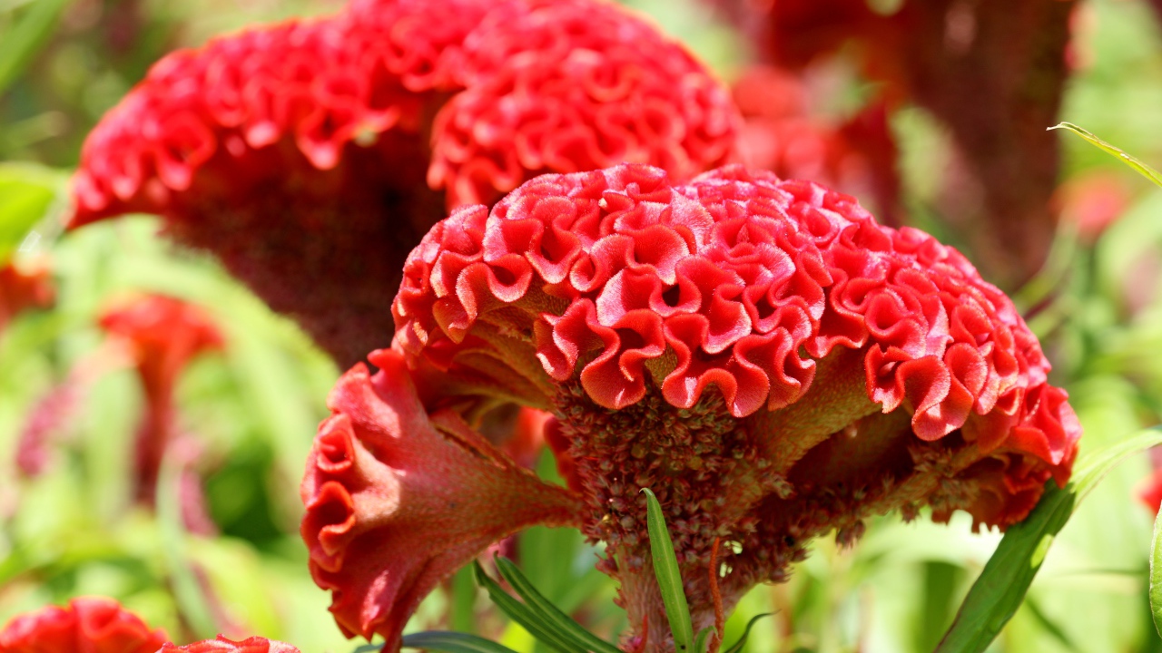 Красный цветок целозия крупным планом 