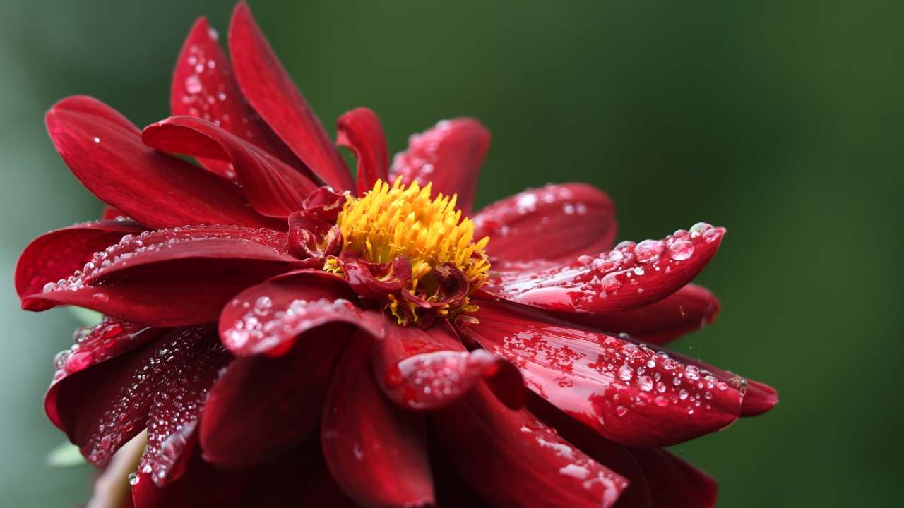 Красный цветок георгина в каплях росы крупным планом