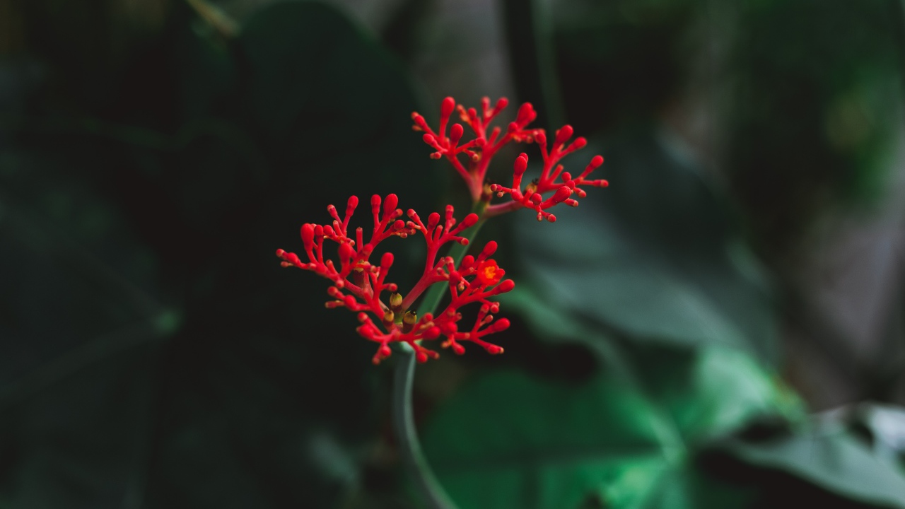 Красный цветок крупным планом