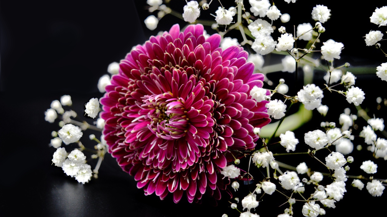 Красный цветок герберы с гипсофилой на черном фоне