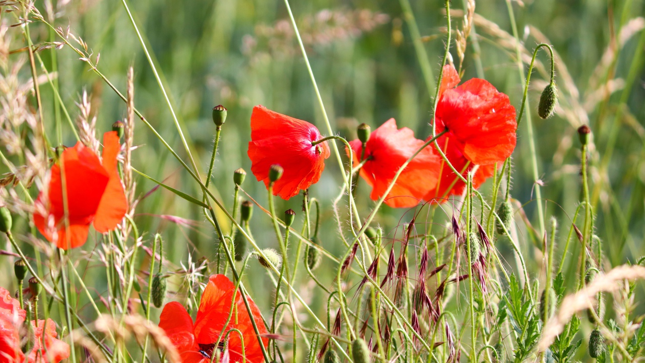 Красные маки в зеленой полевой траве