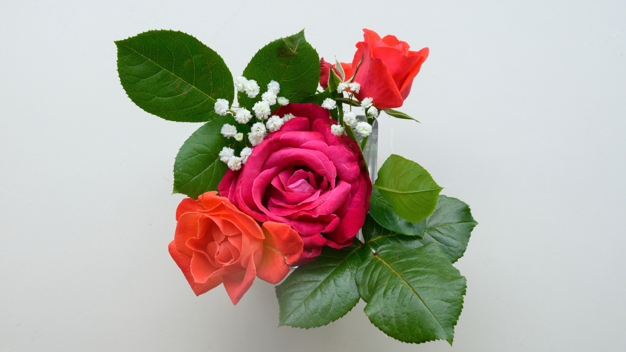 Розы с крупными зелеными листьями в вазе на сером фоне