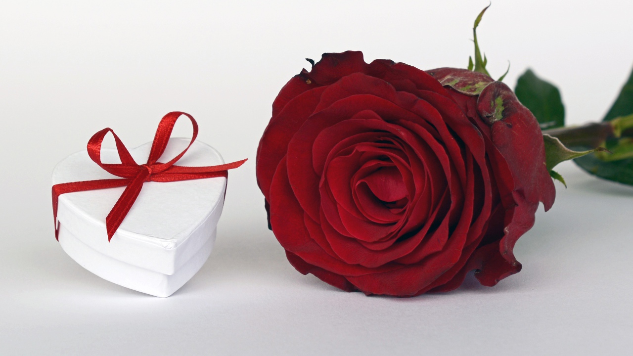 Scarlet rose with a gift on a white table