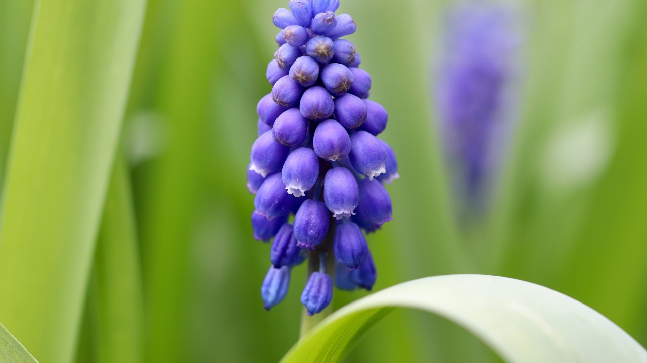 Маленький синий цветок мускарик с зелеными листьями