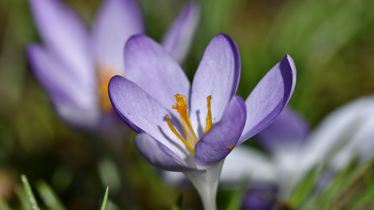 Маленький сиреневый цветок крокуса крупным планом