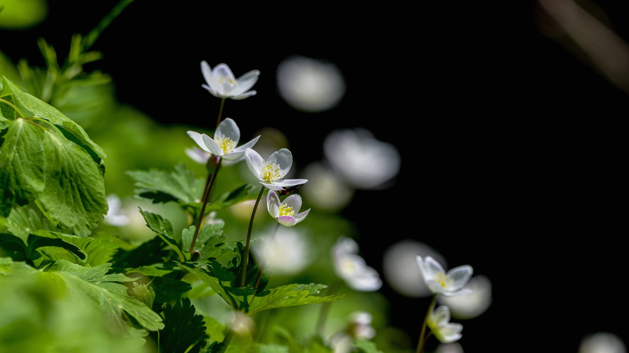 Мелкие белые лесные цветы анемона 