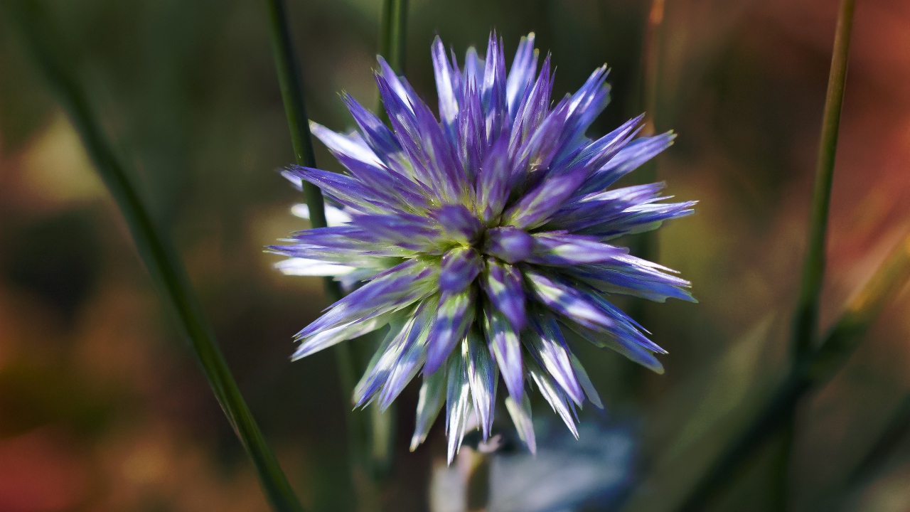 Цветок чертополоха крупным планом 