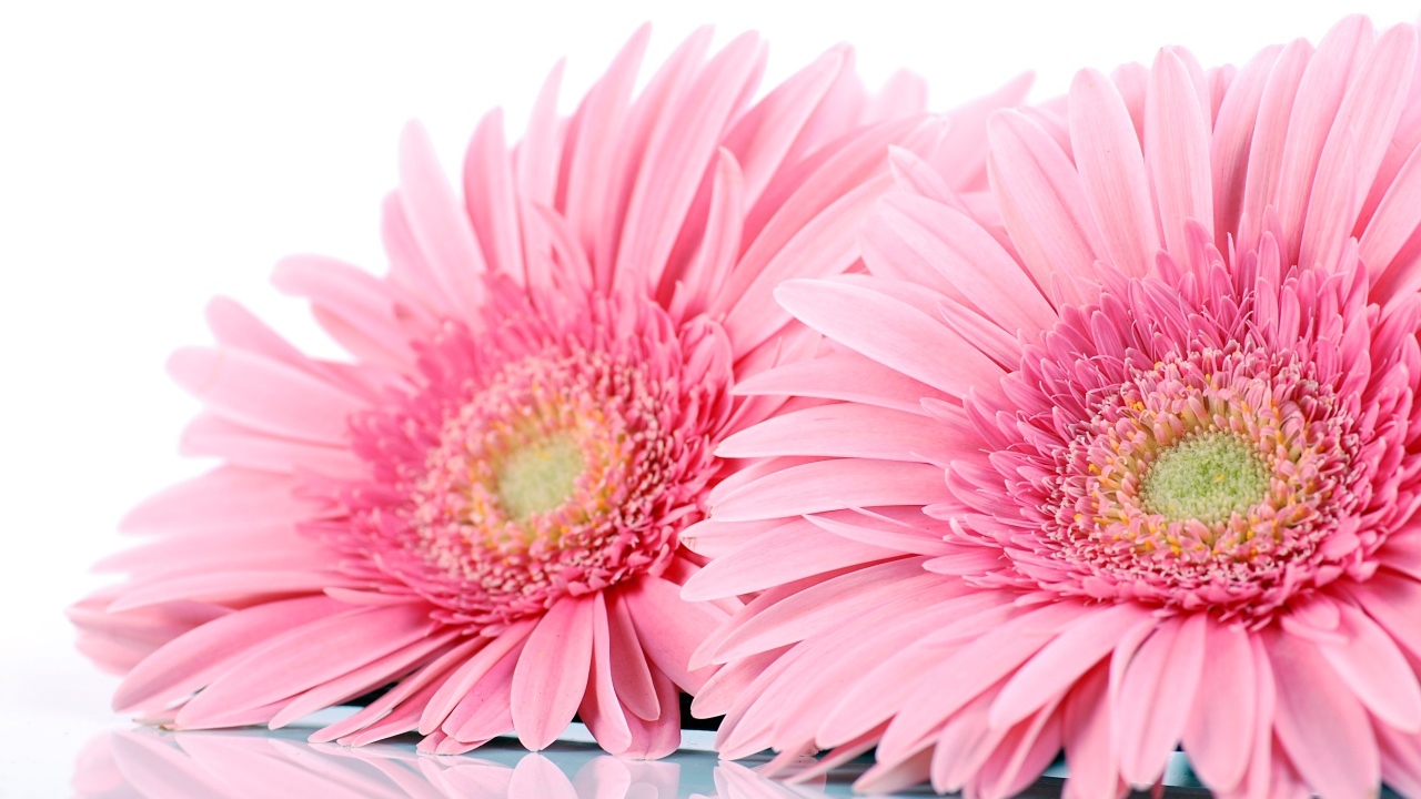Два розовых цветка герберы на белом фоне