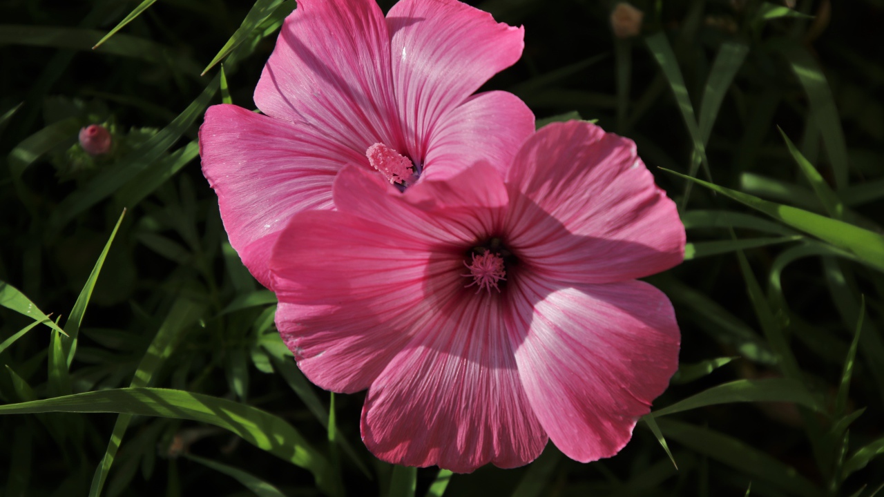 Два розовых цветка лавантеры в траве