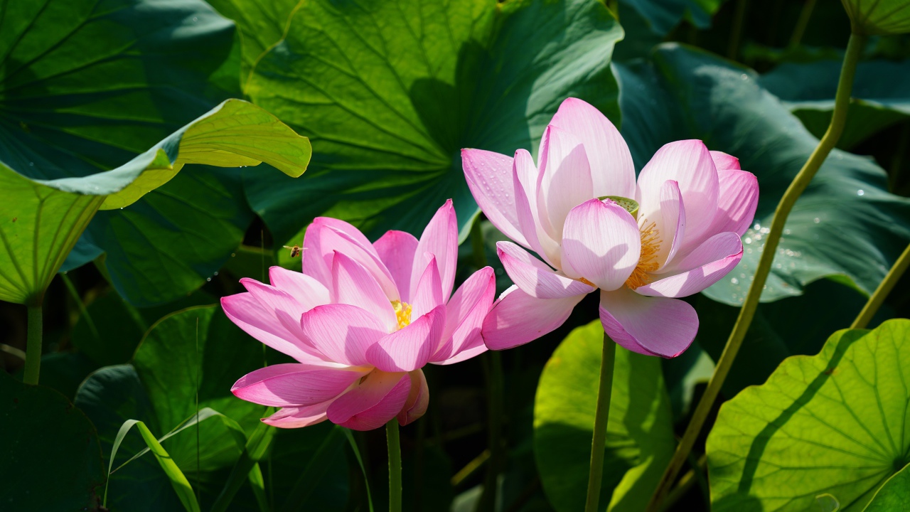 Два розовых цветка лотоса в зеленых листьях