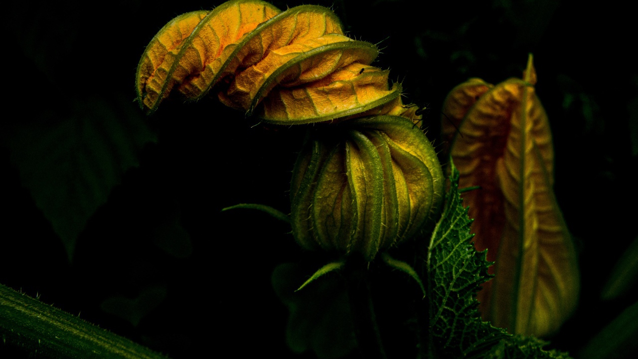 Нераспустившийся цветок тыквы на черном фоне