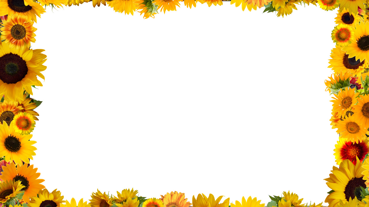 Белый фон с желтыми подсолнухами 