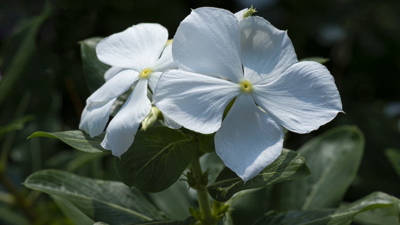 Белые красивые цветы Катарантус