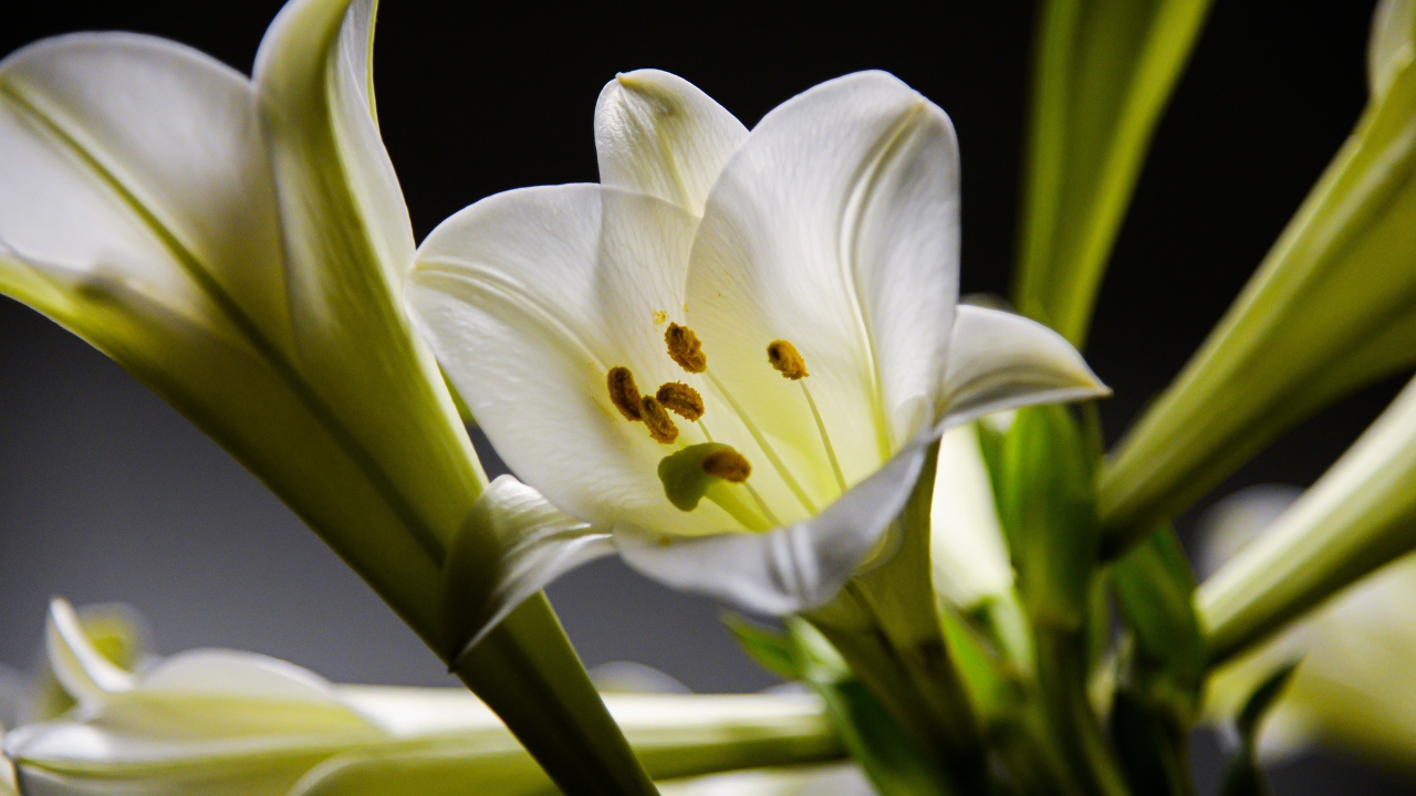 Белые красивые лилии с бутонами на черном фоне 