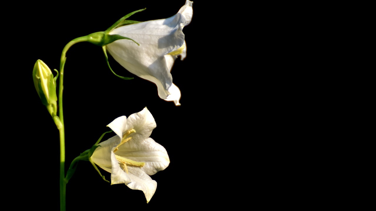 Белые цветы колокольчика на черном фоне