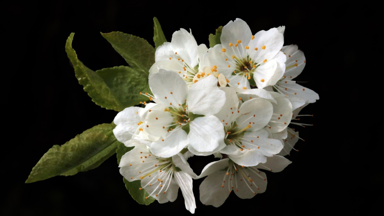 Белые цветы вишни на черном фоне