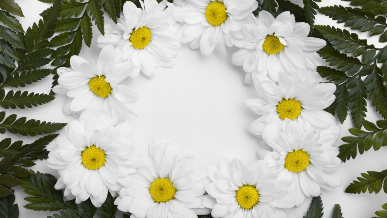 Белые цветы хризантемы с зелеными листьями на белом фоне 