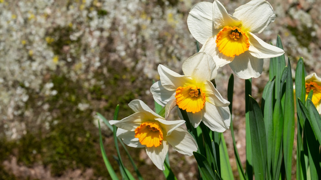 Белые нарциссы с зелеными листьями на клумбе весной