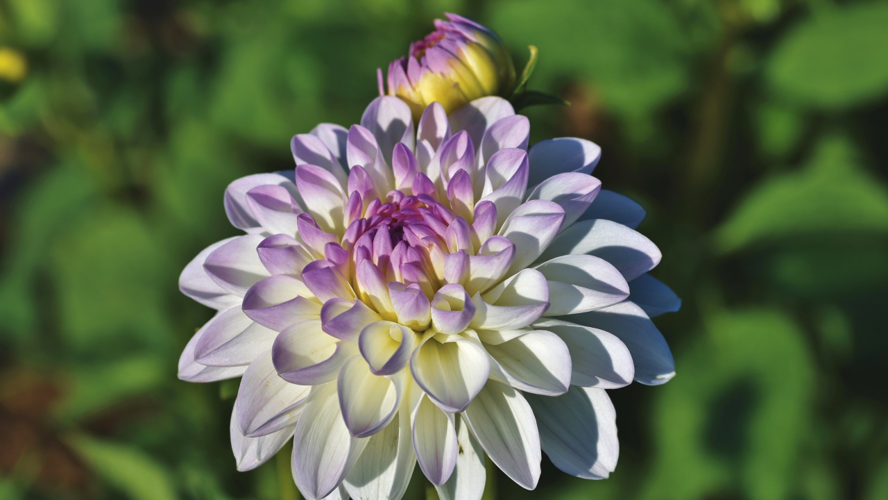 Белый цветок георгина с фиолетовой серединкой