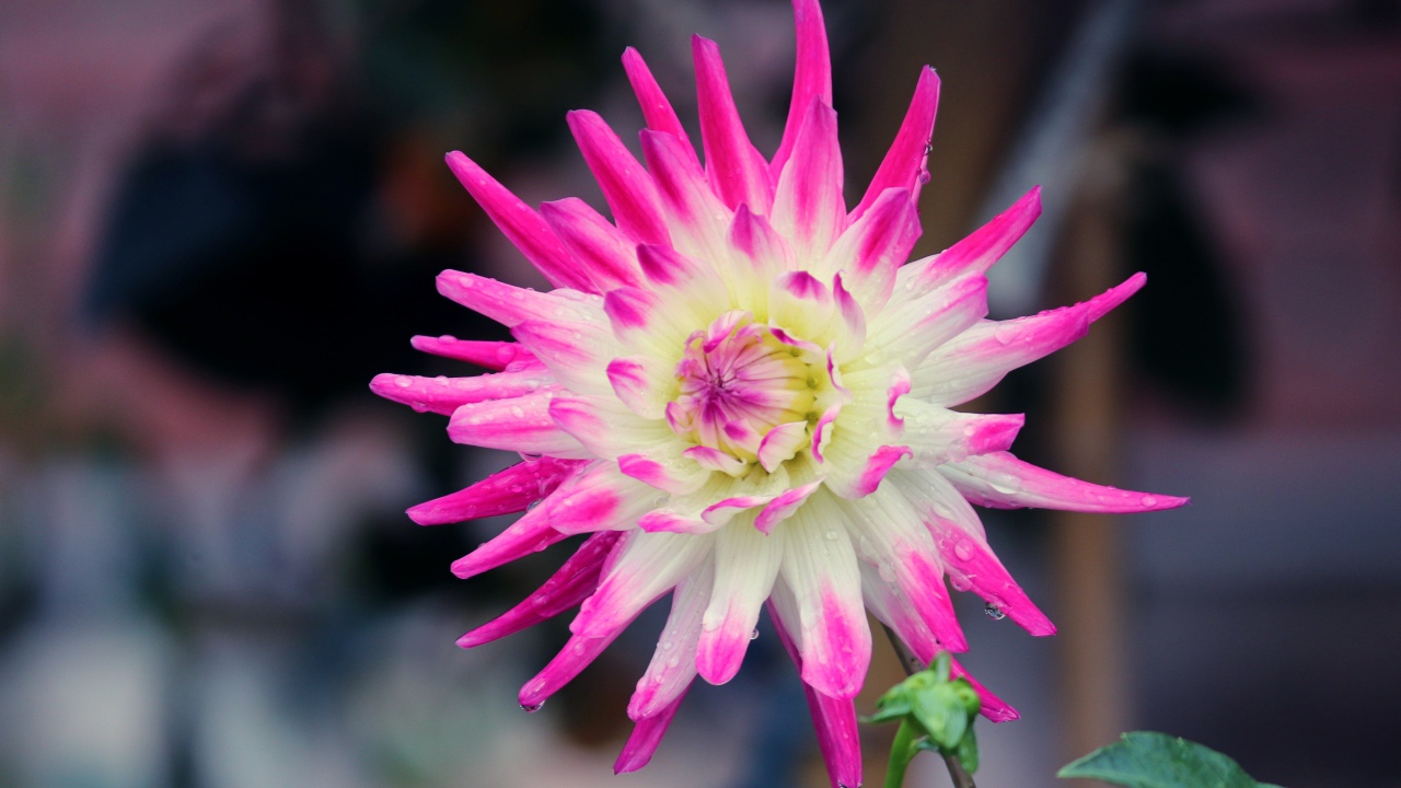 Белая георгина с розовыми лепестками