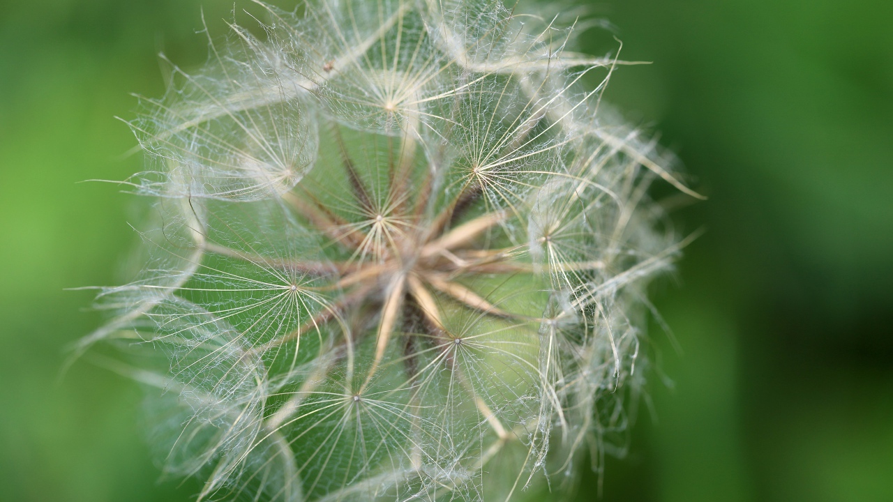 Белые семена одуванчика крупным планом